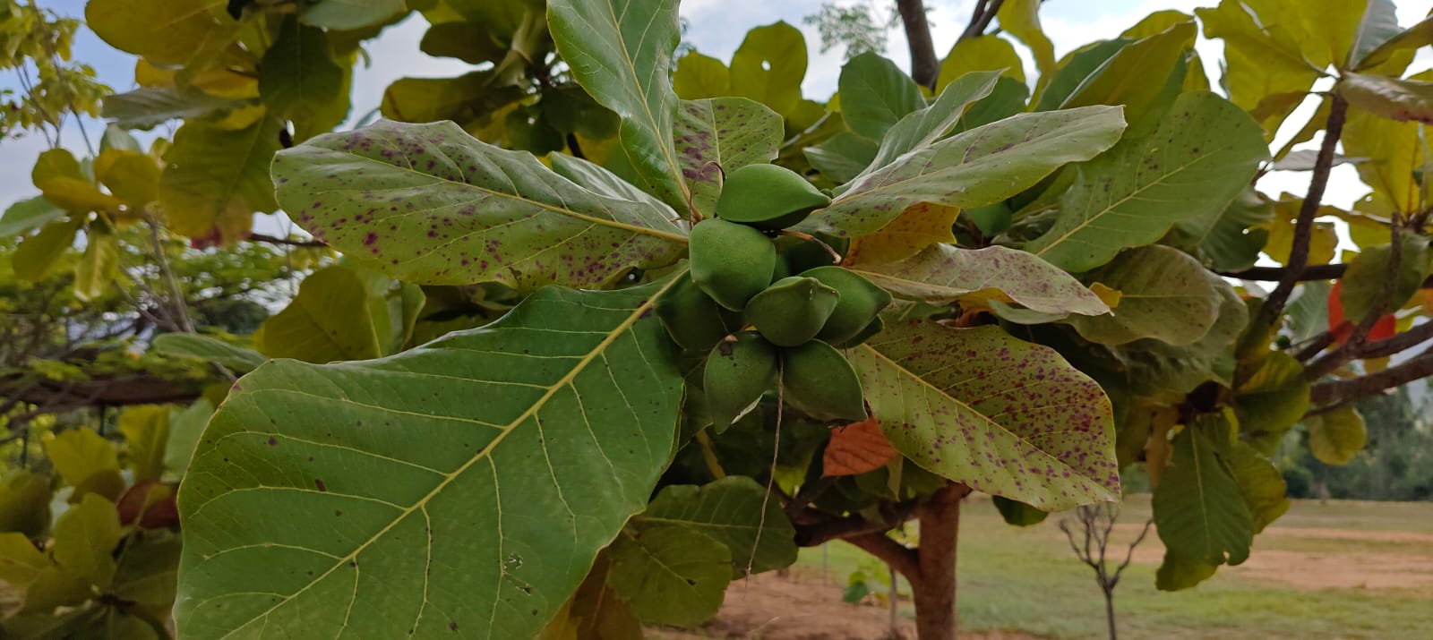 Almond Tree