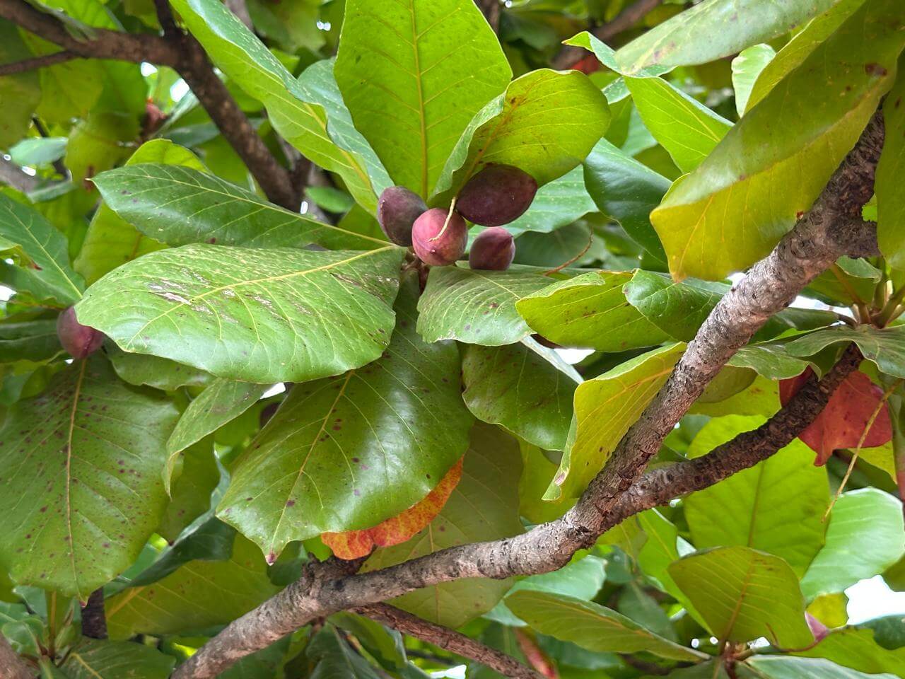 Badam Tree