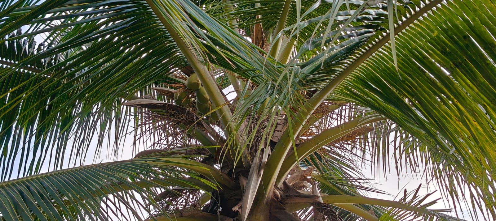 Coconut Tree