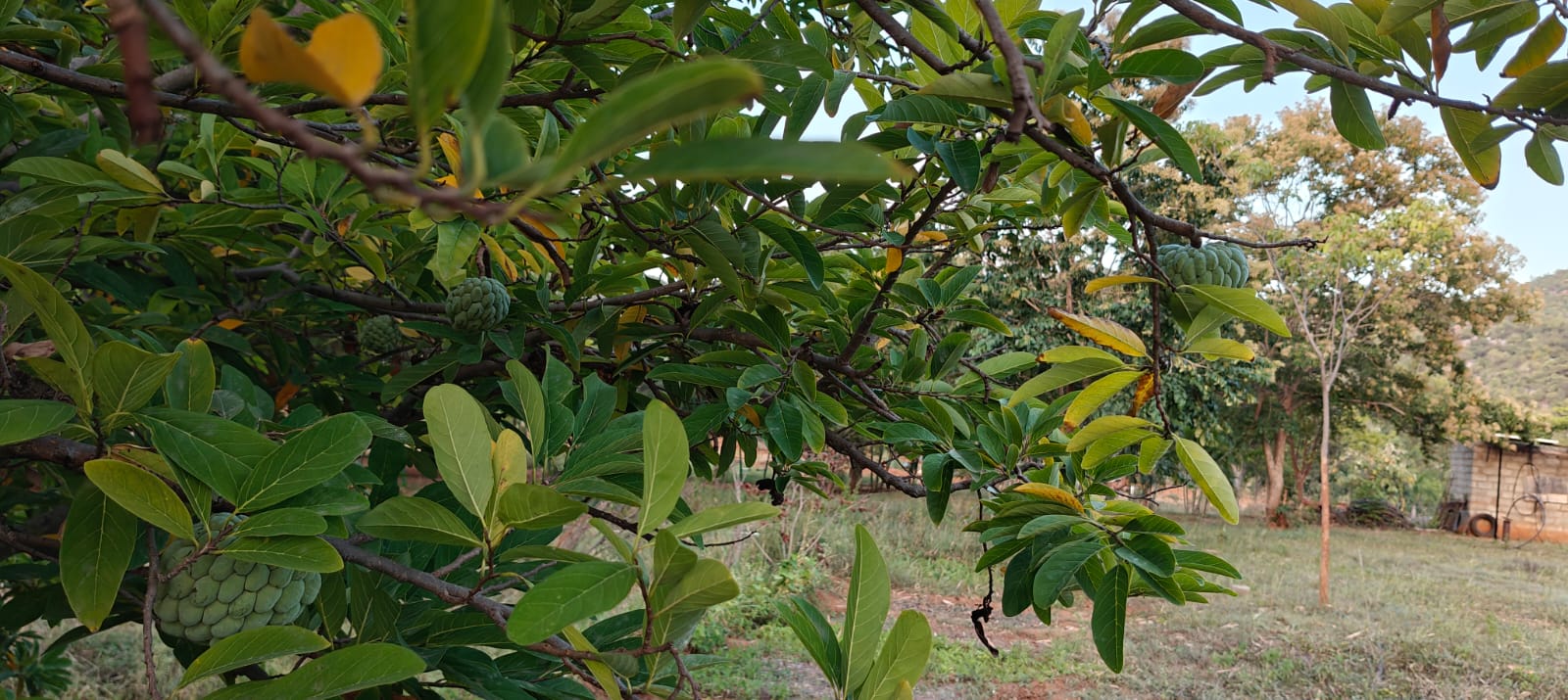 Custard Apple