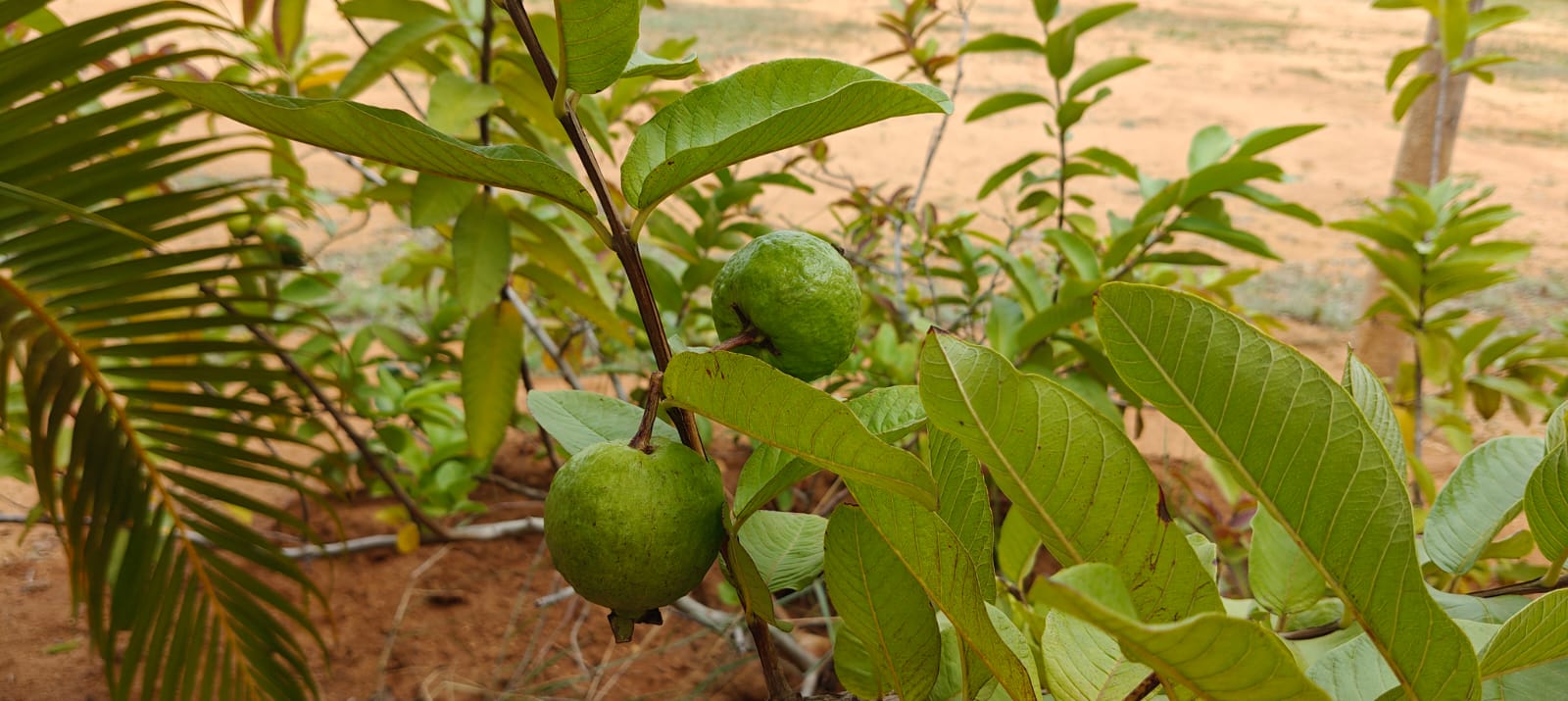 Fresh Guava
