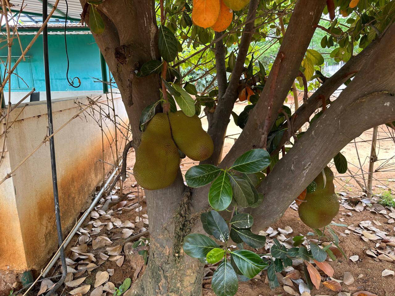 Jackfruit Tree