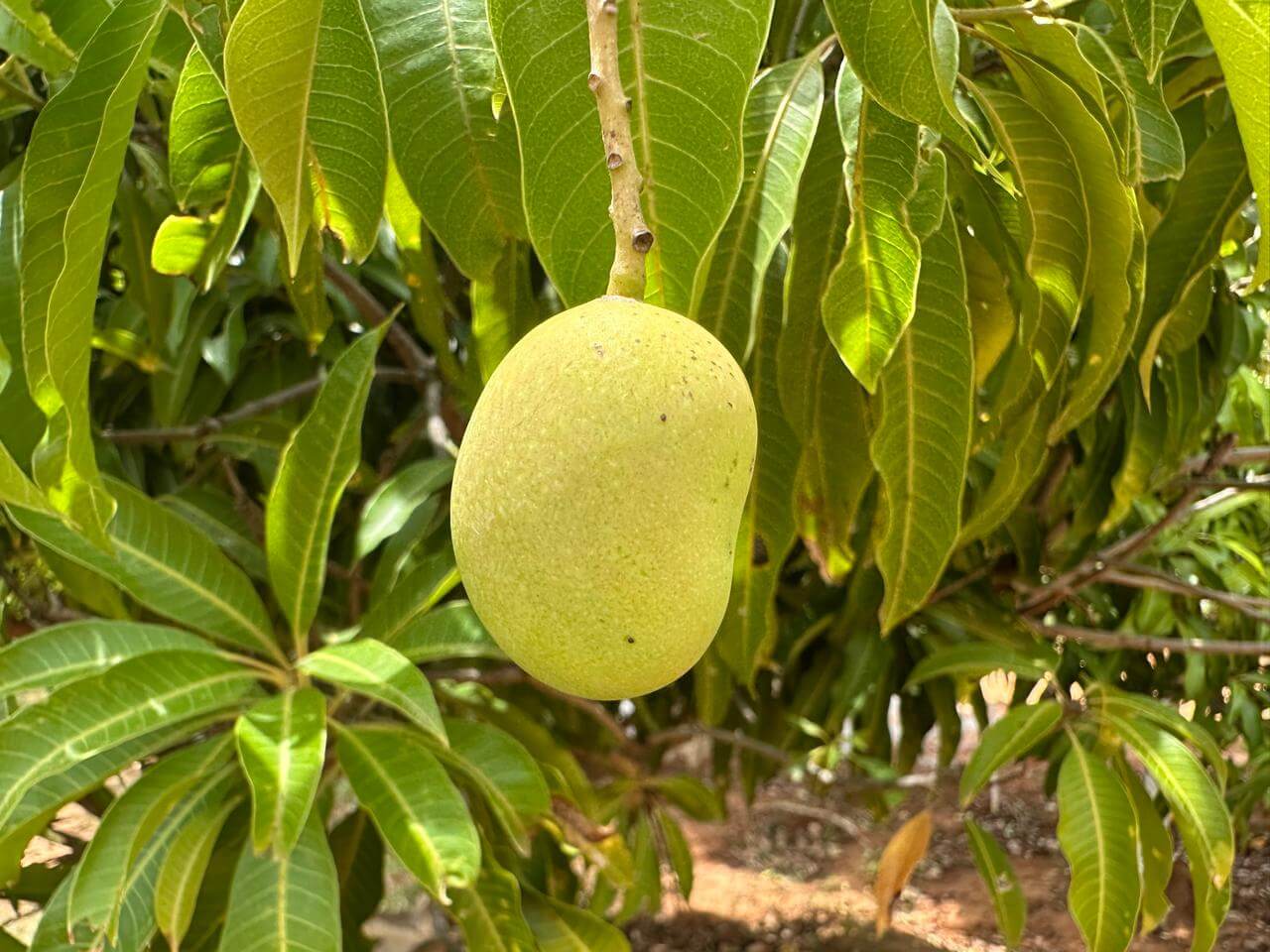 Mango Tree