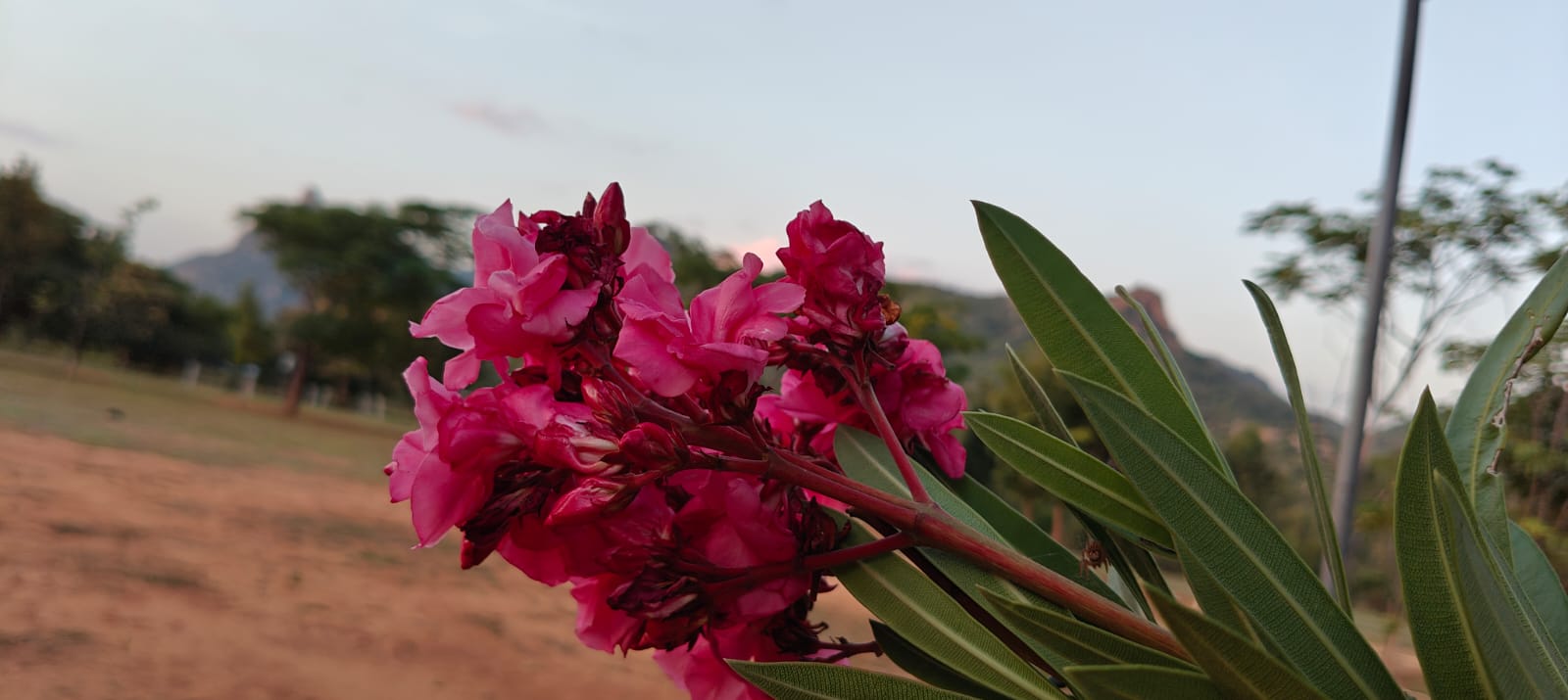 Pink Flowers