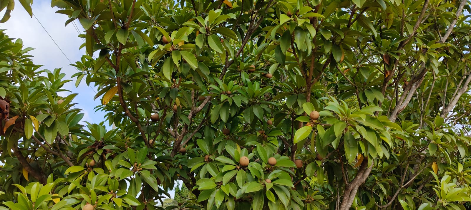 Sapota Tree